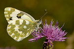 Reseda-Weissling Pontia edusa