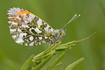 Aurorafalter Anthocharis cardamines