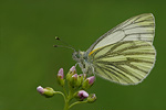 Rapsweißling Pieris napi