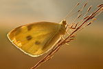 Kleiner Kohlweißling Pieris rapae