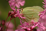 Zitronenfalter Gonepteryx rhamni