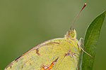 Postillion Colias croceus