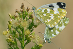 Reseda-Weissling Pontia edusa