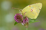 Postillion Colias croceus