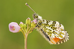 Aurorafalter Anthocharis cardamines