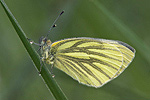 Rapsweissling Pieris napi