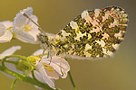 Aurorafalter Anthocharis cardamines