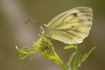 Rapsweißling Pieris napi