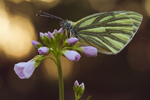 Rapsweißling Pieris napi