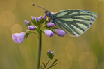 Rapsweißling Pieris napi