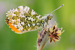 Aurorafalter Anthocharis cardamines