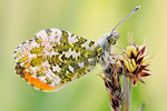 Aurorafalter Anthocharis cardamines