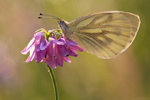 Rapsweißling Pieris napi