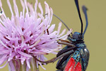 Gemeines Blutströpfchen Zygaena filipendulae