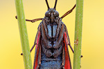 Gemeines Blutströpfchen Zygaena filipendulae