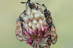 Esparsetten-Widderchen Zygaena carniolica Kopula