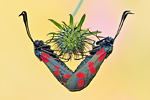 Gemeines Blutströpfchen Zygaena filipendulae