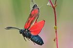 Gemeines Blutströpfchen Zygaena filipendulae