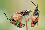 Esparsetten-Widderchen Zygaena carniolica