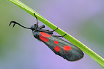 Kleines Fünffleck-Widderchen Zygaena viciae