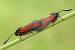 Beilfleck-Widderchen Zygaena loti