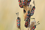 Esparsetten-Widderchen Zygaena carniolica
