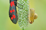 Hufeisenklee-Widderchen Zygaena transalpina