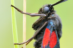 Hufeisenklee-Widderchen Zygaena transalpina