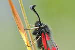 Hochalpen-Widderchen Zygaena exulans