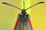 Hochalpen-Widderchen Zygaena exulans