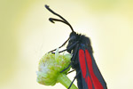 Platterbsen-Widderchen Zygaena osterodensis