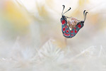 Esparsetten-Widderchen Zygaena carniolica