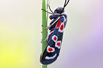 Okzitanisches Widderchen Zygaena occitanica (2015-02-10)