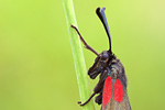 Klee-Widderchen Zygaena lonicerae