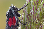 Klee-Widderchen Zygaena lonicerae