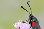 Gemeines Blutströpfchen Zygaena filipendulae