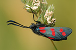 Gemeines Blutströpfchen Zygaena filipendulae