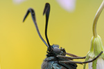 Gemeines Blutströpfchen Zygaena filipendulae