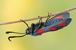 Gemeines Blutströpfchen Zygaena filipendulae