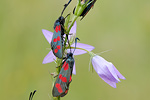 Gemeines Blutströpfchen Zygaena filipendulae