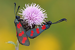 Gemeines Blutströpfchen Zygaena filipendulae 