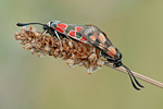 Esparsetten-Widderchen Zygaena carniolica