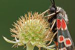 Esparsetten-Widderchen Zygaena carniolica