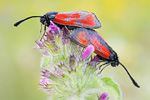 Beilfleck-Widderchen Zygaena loti