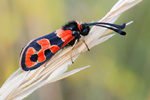 Bergkronwicken-Widderchen Zygaena fausta