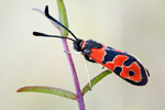 Bergkronwicken-Widderchen Zygaena fausta