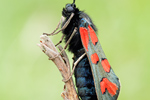 Beilfleck-Widderchen Zygaena loti