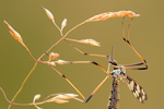 Schnake Tipulidae species