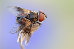 Breitflügelige Raupenfliege Ectophasia crassipennis