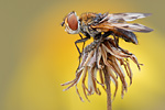 Breitflügelige Raupenfliege Ectophasia crassipennis